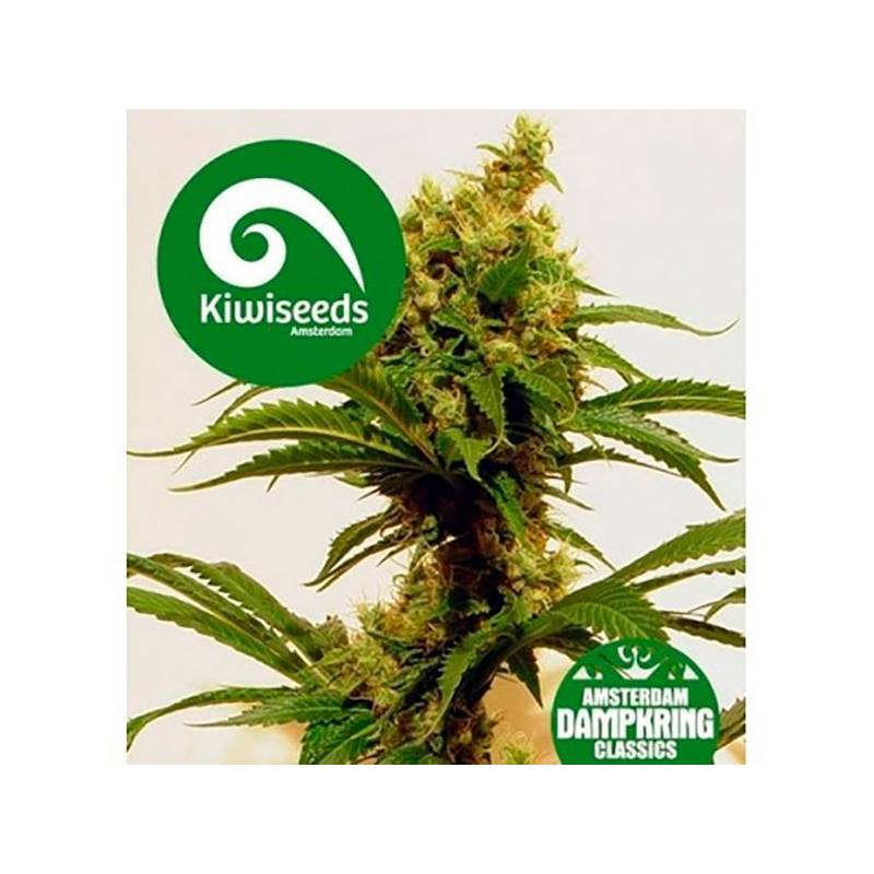 Cheese X Haze Feminizada de Kiwi Seeds