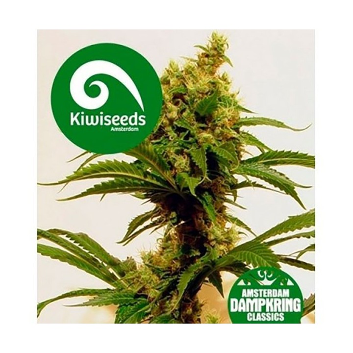 Cheese X Haze Feminizada de Kiwi Seeds