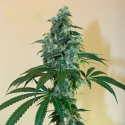 Cloud 9 Feminizada de Kiwi Seeds