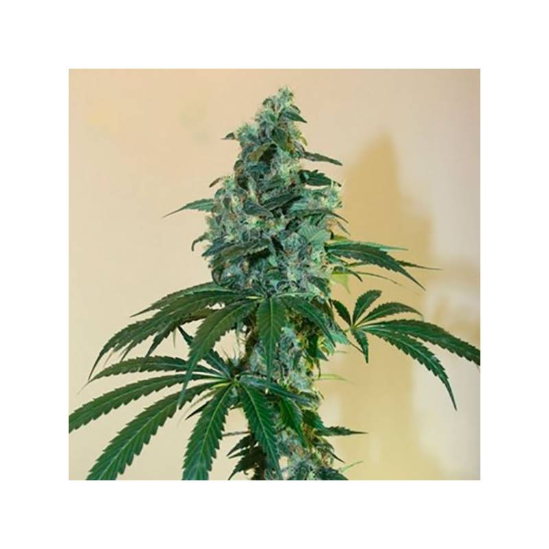 Cloud 9 Feminizada de Kiwi Seeds