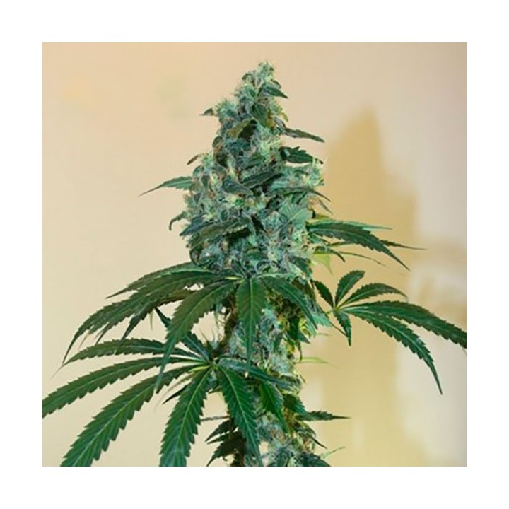 Cloud 9 Feminizada de Kiwi Seeds