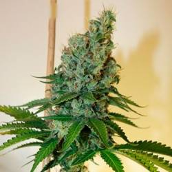 Congo Haze Feminizada de Kiwi Seeds