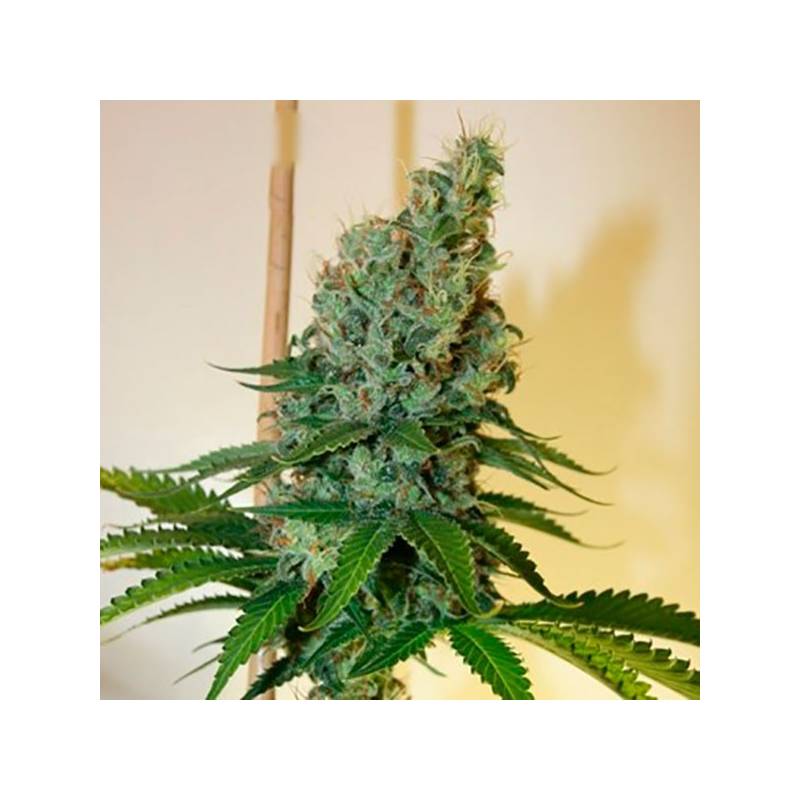 Congo Haze Feminizada de Kiwi Seeds