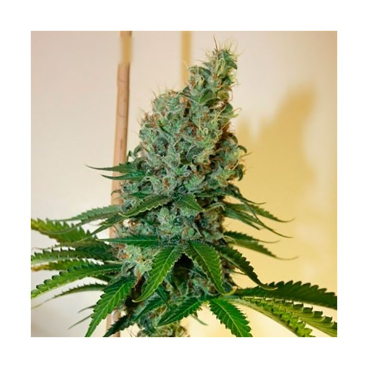 Congo Haze Feminizada de Kiwi Seeds