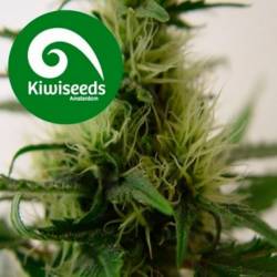 Daddy's Girl Feminizada de Kiwi Seeds