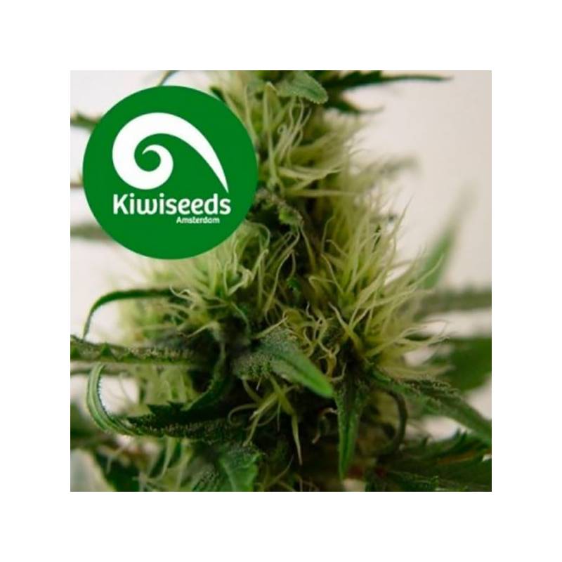 Daddy's Girl Feminizada de Kiwi Seeds