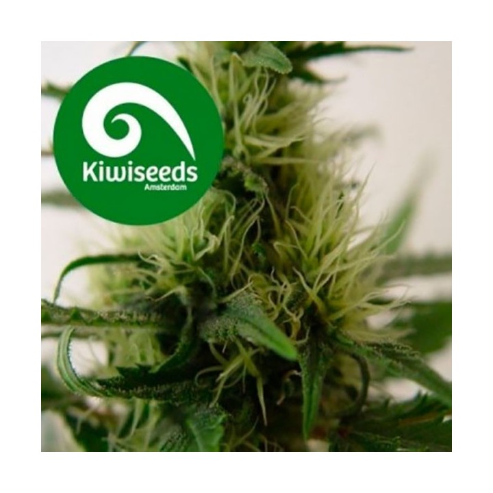 Daddy's Girl Feminizada de Kiwi Seeds