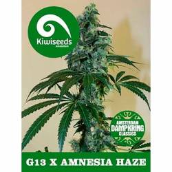 G13 X Amnesia Feminizada de Kiwi Seeds