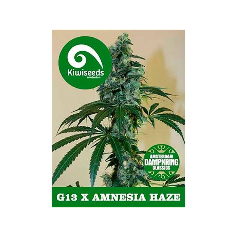 G13 X Amnesia Feminizada de Kiwi Seeds