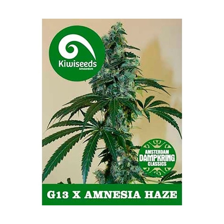 G13 X Amnesia Feminizada de Kiwi Seeds