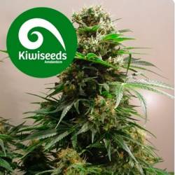 Kiwi Skunk Feminizada de Kiwi Seeds