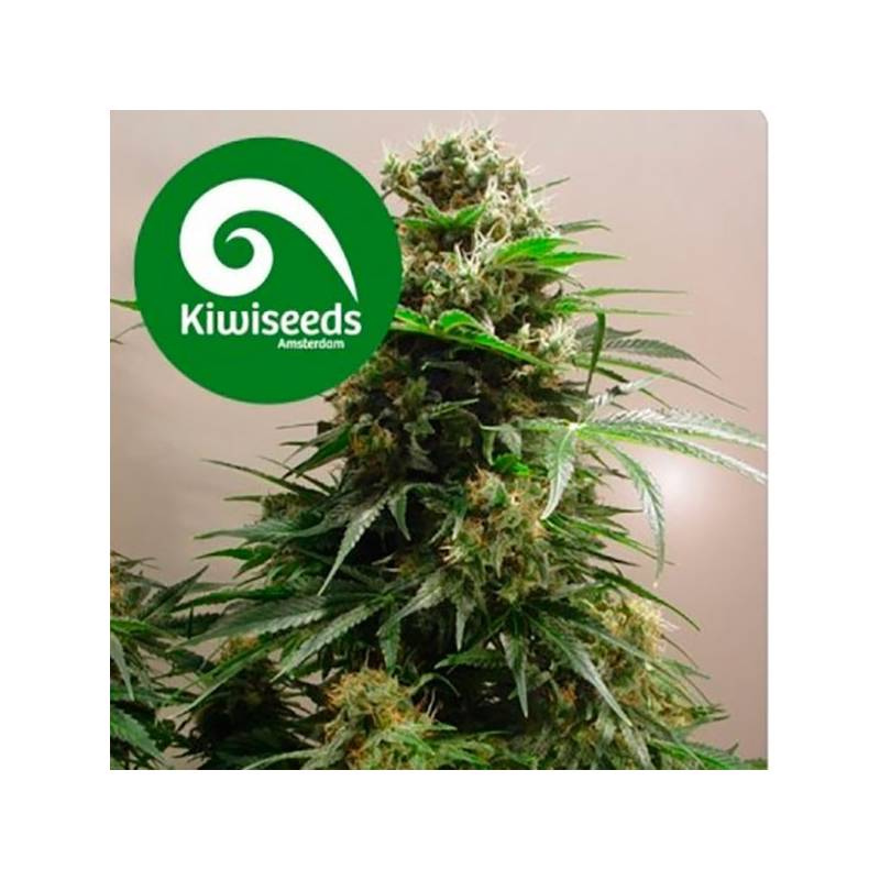 Kiwi Skunk Feminizada de Kiwi Seeds