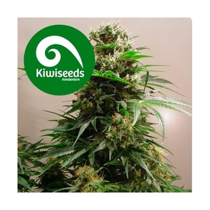 Kiwi Skunk Feminizada de Kiwi Seeds