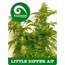 Little Dipper Autofloreciente Feminizada de Kiwi Seeds