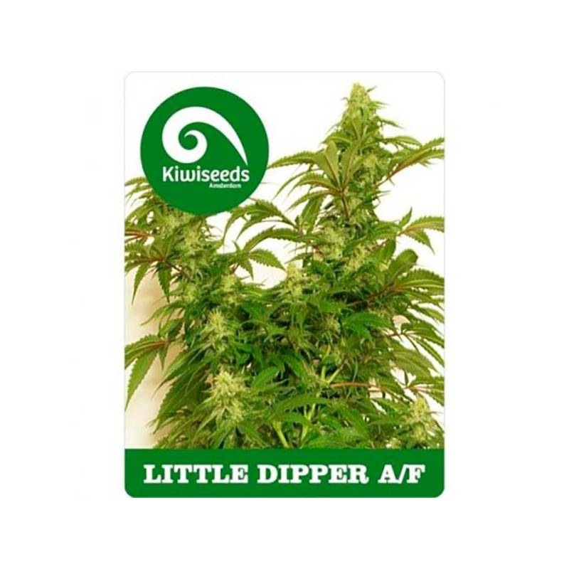 Little Dipper Autofloreciente Feminizada de Kiwi Seeds