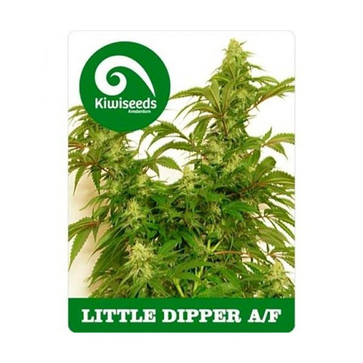 Little Dipper Autofloreciente Feminizada de Kiwi Seeds