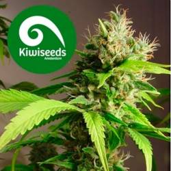 Mako Haze Feminizada de Kiwi Seeds