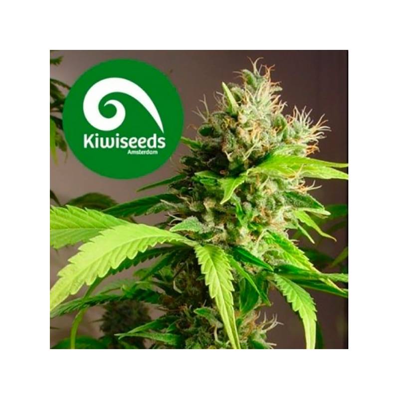 Mako Haze Feminizada de Kiwi Seeds