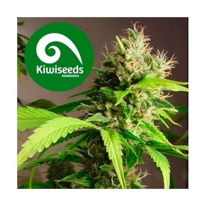 Mako Haze Feminizada de Kiwi Seeds