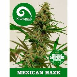 Mexican Haze Feminizada