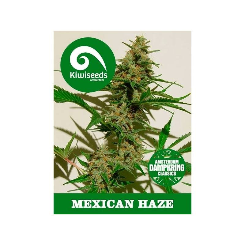 Mexican Haze Feminizada de Kiwi Seeds