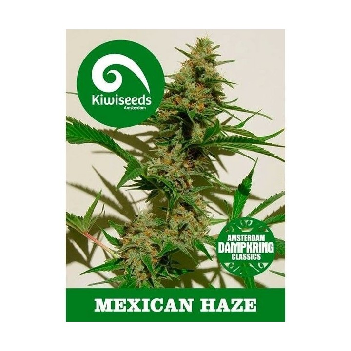 Mexican Haze Feminizada de Kiwi Seeds