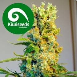 Milky Way Feminizada de Kiwi Seeds