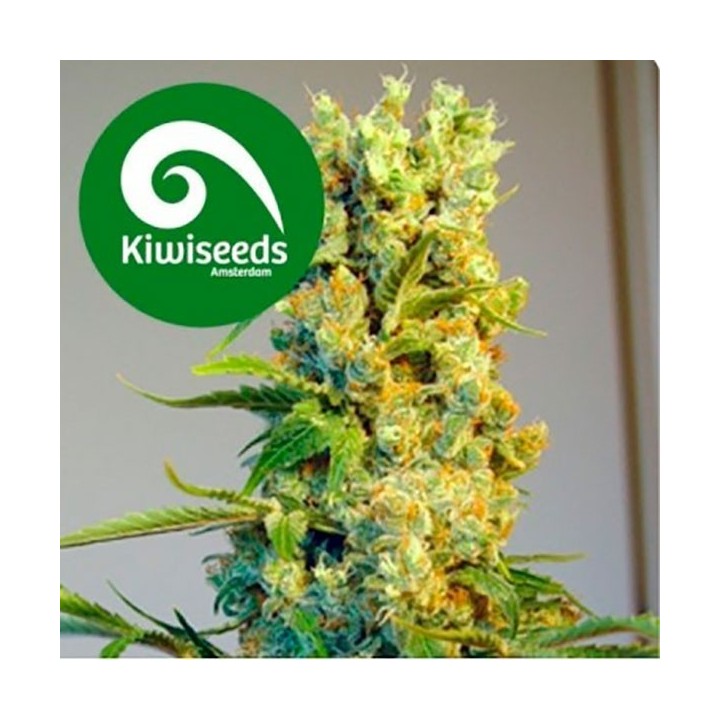 Milky Way Feminizada de Kiwi Seeds