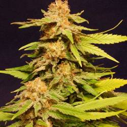 Big Bull Feminizada de Kannabia Seeds