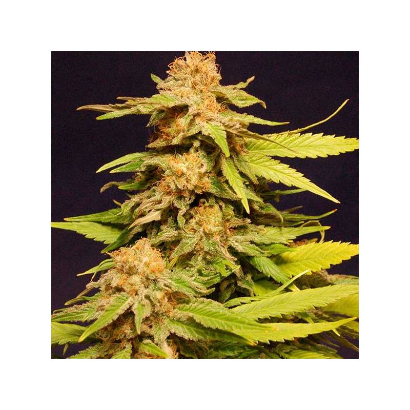 Big Bull Feminizada de Kannabia Seeds