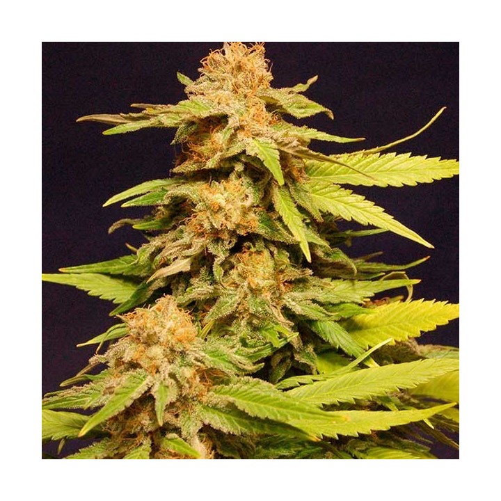 Big Bull Feminizada de Kannabia Seeds