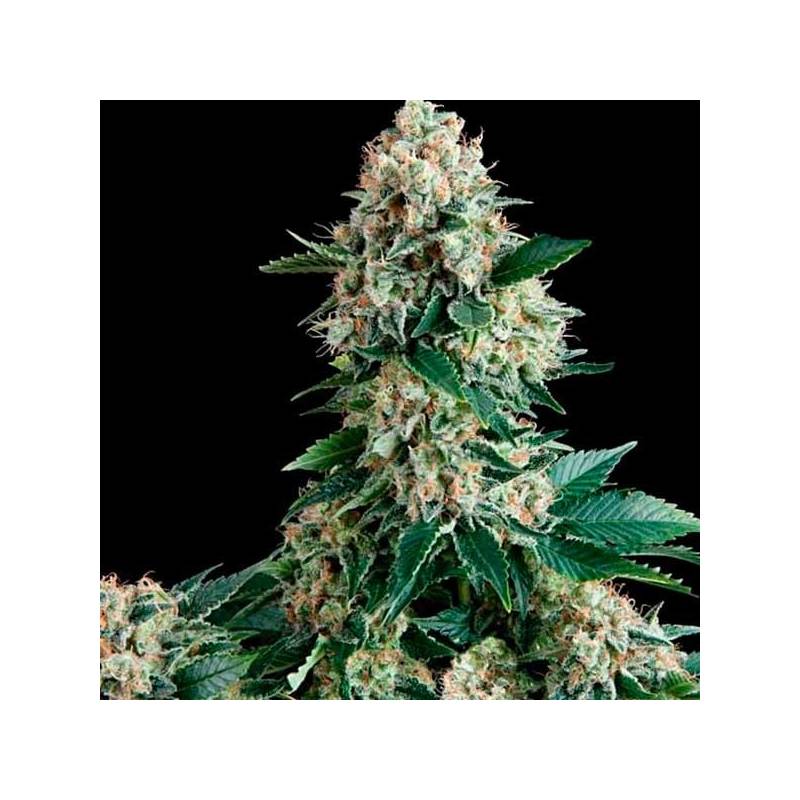 Lennon Autofloreciente Feminizada de Pyramid Seeds Lennon Autofloreciente Feminizada de Pyramid Seeds