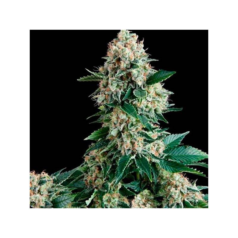 Lennon Autofloreciente Feminizada de Pyramid Seeds