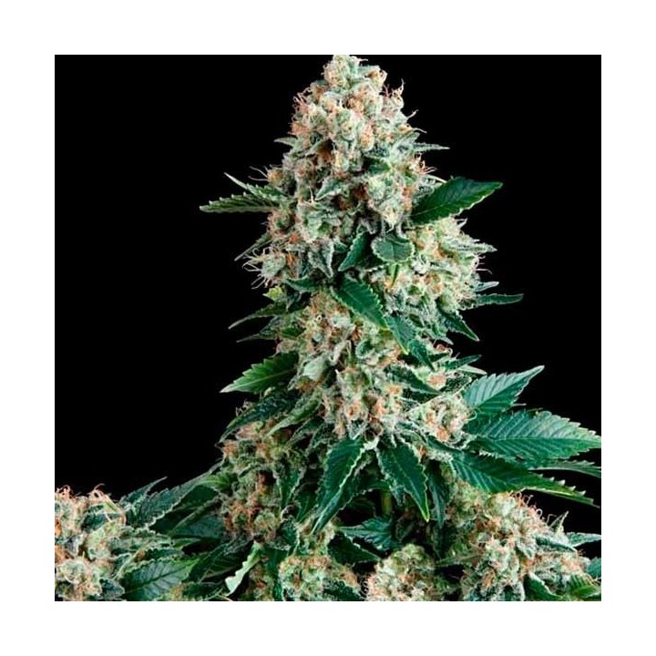 Lennon Autofloreciente Feminizada de Pyramid Seeds