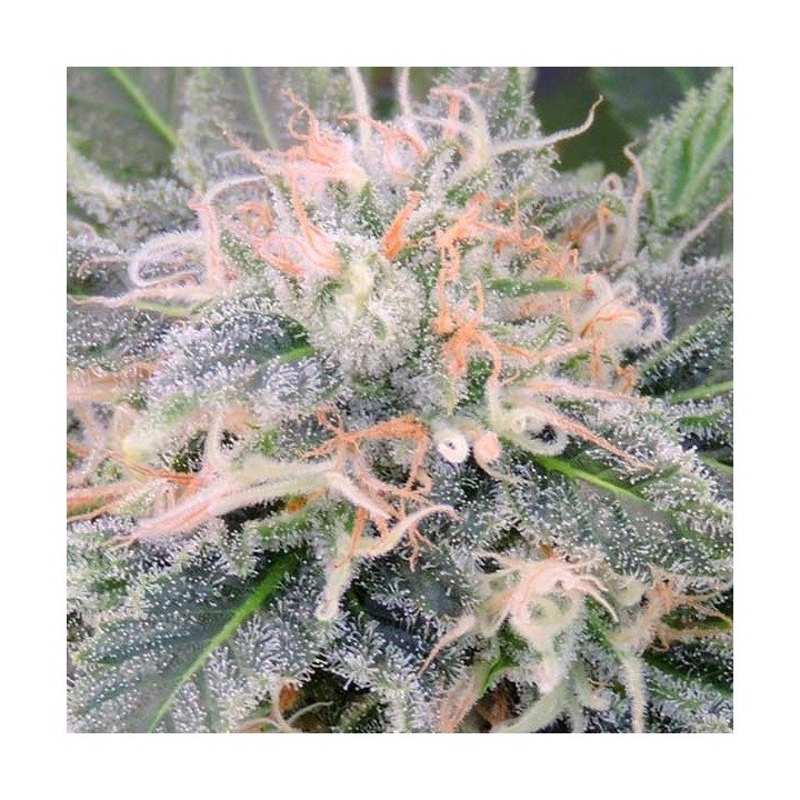 Black Ghost Og Feminizada de Original Sensible