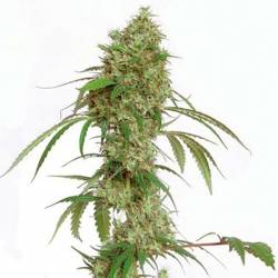 Oceans 12 Haze Feminizada de Kiwi Seeds