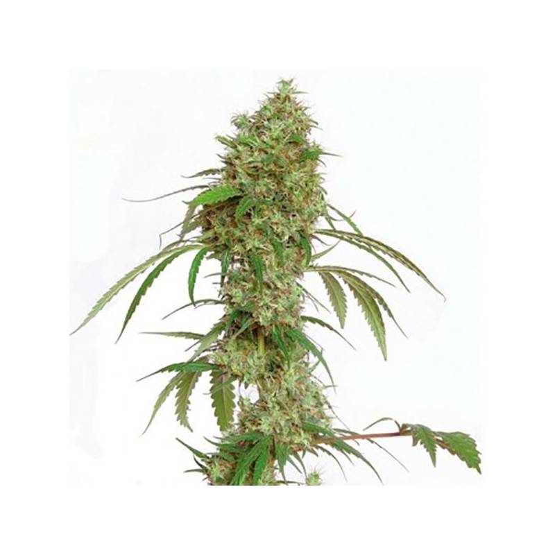 Oceans 12 Haze Feminizada de Kiwi Seeds