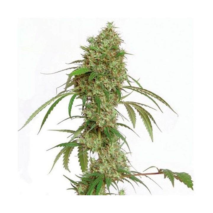 Oceans 12 Haze Feminizada de Kiwi Seeds