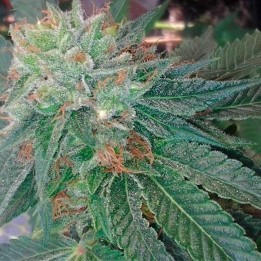Blueberry Ghost Og Feminizada de Original Sensible