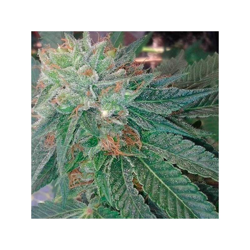 Blueberry Ghost Og Feminizada de Original Sensible