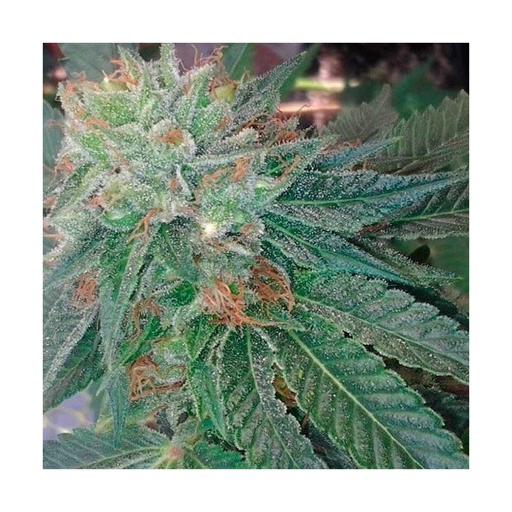 Blueberry Ghost Og Feminizada de Original Sensible