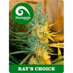 Ray's Choice Feminizada de Kiwi Seeds