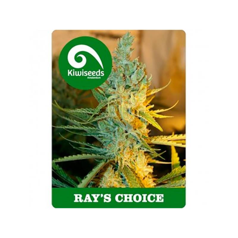 Ray's Choice Feminizada de Kiwi Seeds