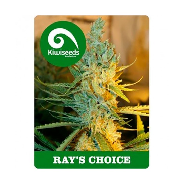 Ray's Choice Feminizada de Kiwi Seeds
