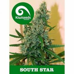 South Star Feminizada de Kiwi Seeds