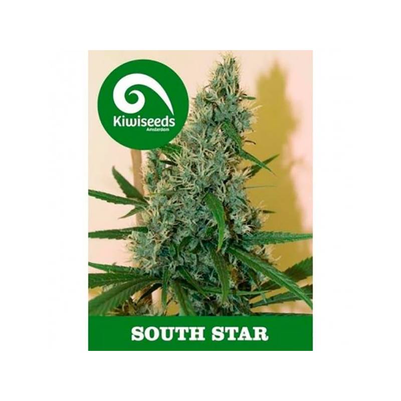 South Star Feminizada de Kiwi Seeds