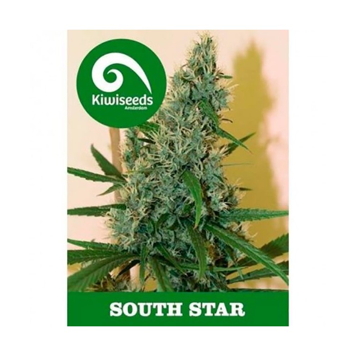 South Star Feminizada de Kiwi Seeds