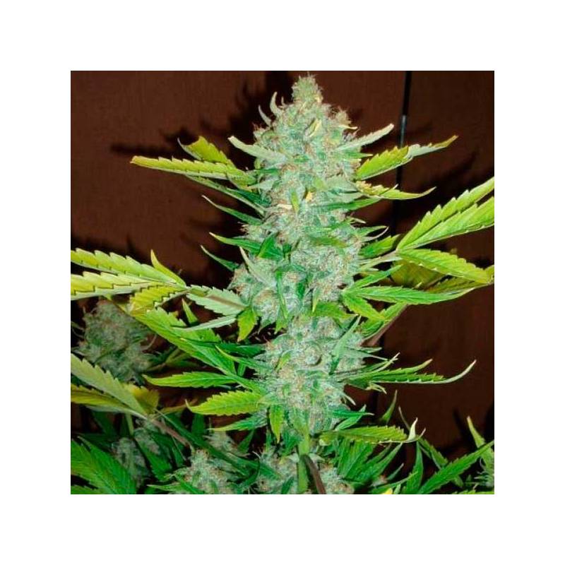 Auto Blueberry Kush Autofloreciente Auto Blueberry Kush Autofloreciente