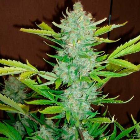 Auto Blueberry Kush Autofloreciente Auto Blueberry Kush Autofloreciente