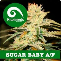 Sugar Baby Autofloreciente Feminizada de Kiwi Seeds